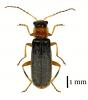 Cantharis lateralis